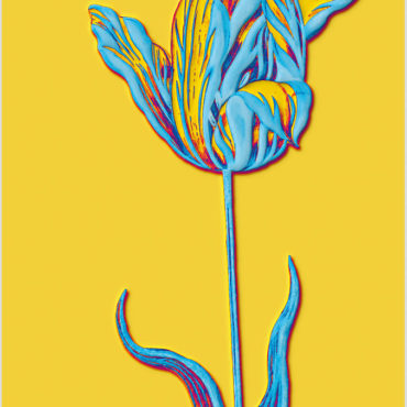Tulip1-100x67