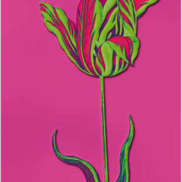 Tulip3-100x67